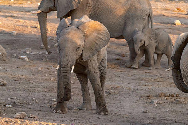 elephant in wild savanna Set 2 ,animal of africa