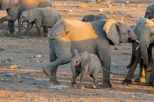 istock elephant in wild savanna Set 2 2203020078