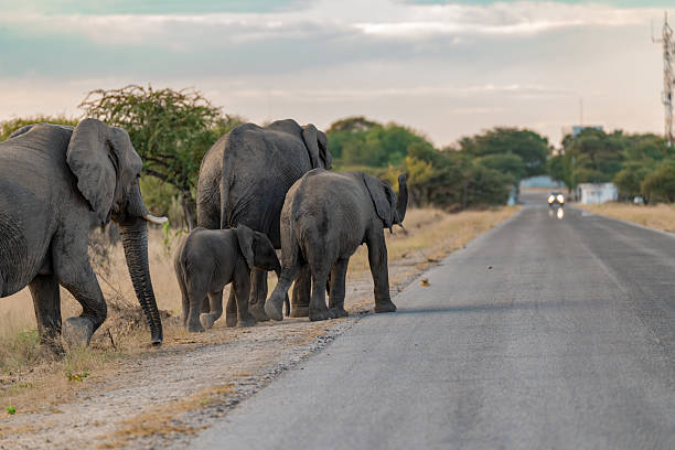istock elephant in wild savanna Set 2 2203020561