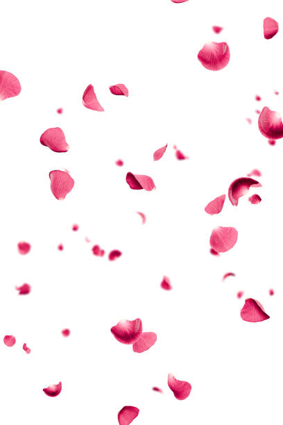 A pink rose flower on decorating