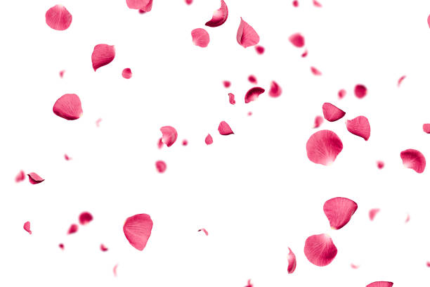 Rose - Flower, Red, Rose Colored, Border - Frame, Flower