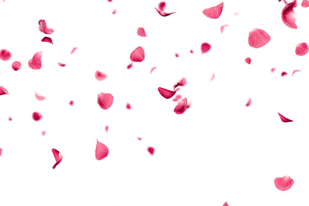 istock Pink rose petals faling overlay on white background 3d render 2203021689
