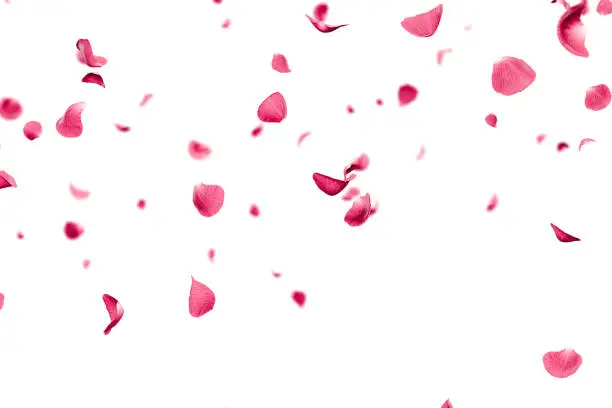 Pink rose petals faling overlay on white background 3d render Pink rose petals faling overlay on white background 3d render