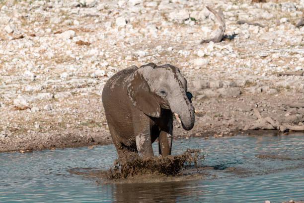 majestic African elephant standing tall in its natural habitat. Its textured gray skin glistens under the warm sun, while its large, thin ears gently flap, catching the slightest breeze