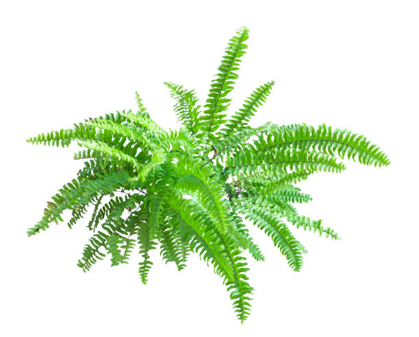 istock Tropical plant fern bush shrub tree isolated on white background with clipping path. 2203023005