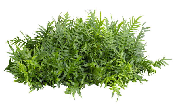 istock Tropical plant fern bush shrub tree isolated on white background with clipping path. 2203023013
