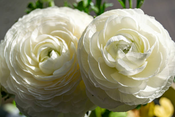 White circular flower of ranunculus. Macro photography of flowers