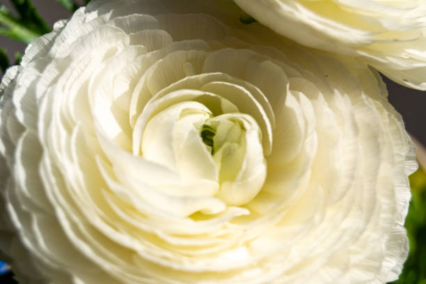 White circular flower of ranunculus. Macro photography of flowers