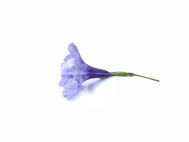 Purple minnieroot flower (Ruellia tuberosa) isolated on white background, Floral decoration, Botanical photography for creative design