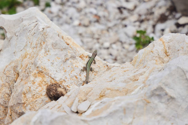 istock The animal is a reptile lizard sitting on a rock 2203023442