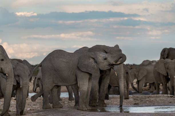 istock African elephants in BWA Safari 2203023494