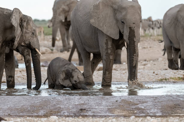 istock African elephants in BWA Safari 2203023628