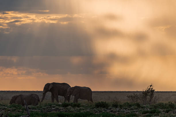 majestic African elephant standing tall in its natural habitat. Its textured gray skin glistens under the warm sun, while its large, thin ears gently flap, catching the slightest breeze