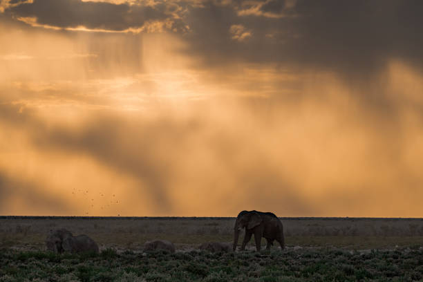 majestic African elephant standing tall in its natural habitat. Its textured gray skin glistens under the warm sun, while its large, thin ears gently flap, catching the slightest breeze