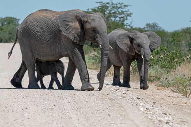 istock African elephants in BWA Safari 2203026561
