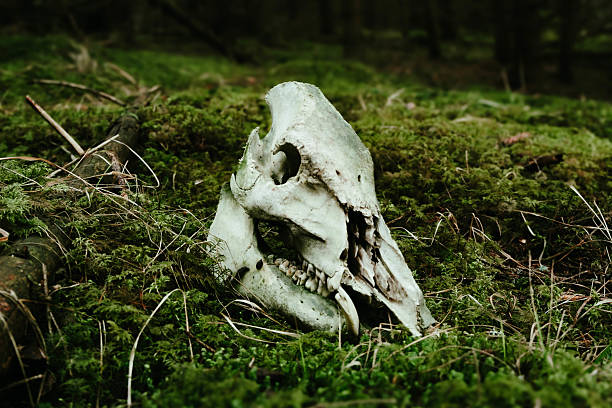 Lower jaw bone from a horned Islandic sheep laying lush grass in the arctic summer in Igaliku in the south western part of Greenland