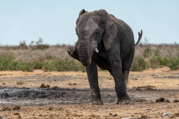istock African elephants in BWA Safari 2203027530