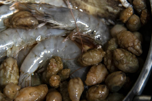 seafood ingredient