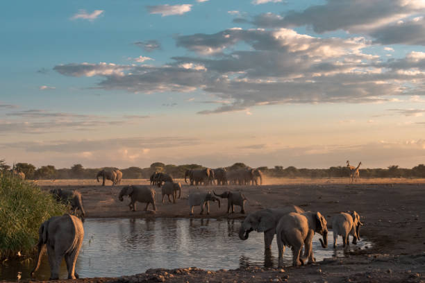istock African elephants in BWA Safari 2203028746