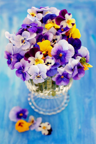 istock beautiful pansy flowers close-up 2203028770