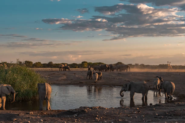 istock African elephants in BWA Safari 2203028851