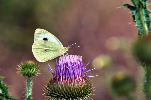 Beautiful orange butterfly feeding on the thistle flower. Summer scenery in meadow near forest in Latvia, Northern Europe.