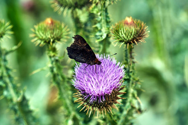 Silybum marianum or milk thistle, blessed milkthistle, Marian thistle, Mary thistle, Saint Marys thistle, Mediterranean milk thistle, Scotch thistle, medicine and pharmaceutical use, butterfly.