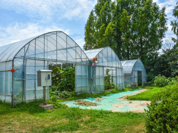 istock Greenhouse Tunnels in a Lush Farm Setting 2203032006