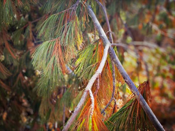 Fir Tree Pine Needles in Green and Orange
