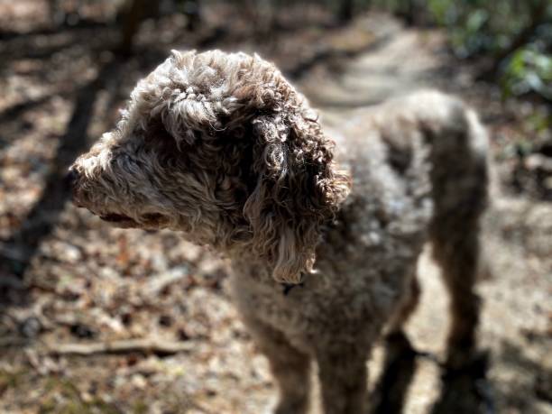 istock Portrait of a Labradoodle on a Sunny Day 2203032248