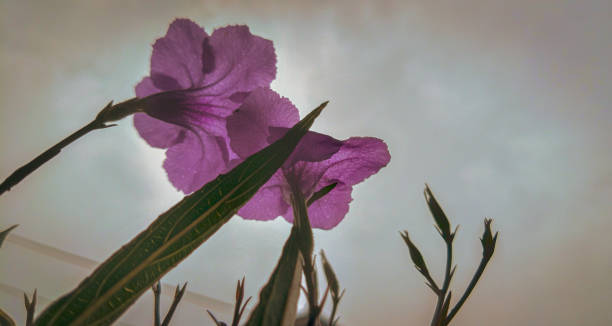 purple Ruellia squarrosa flower