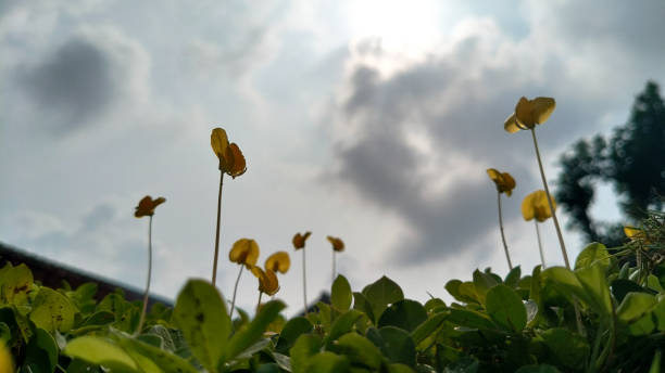 ornamental climbing plant arachis rigonii
