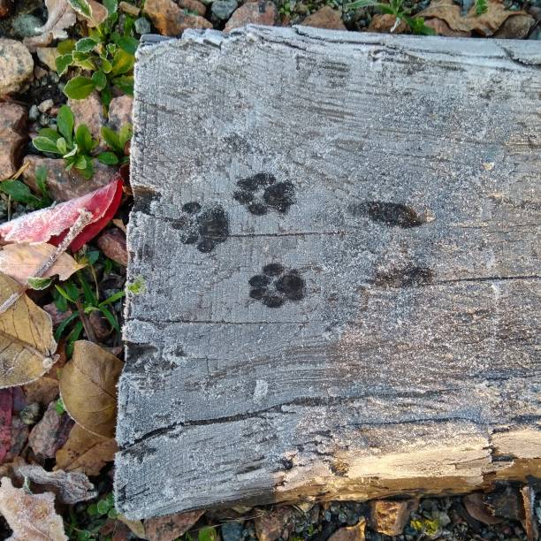 Close up of cat toe beans laying on grass in the garden