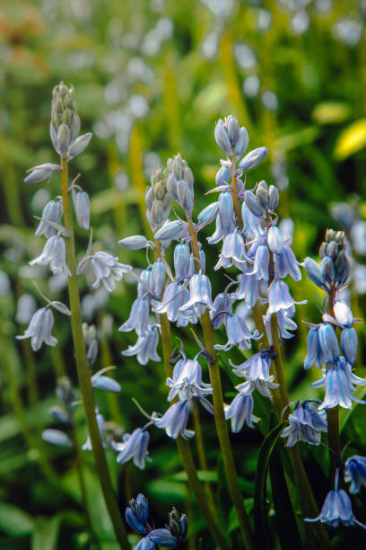 istock Bluebell Flowers in Full Bloom 2203033831