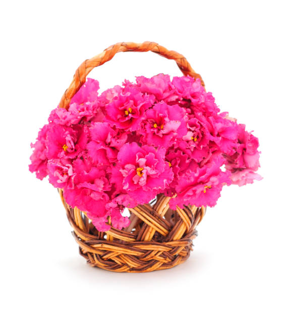 istock Saintpaulia in a basket. 2203036902