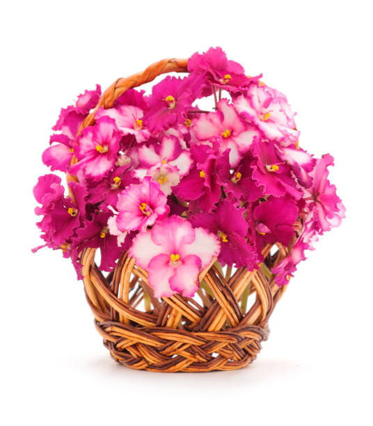 istock Saintpaulia in a basket. 2203036905