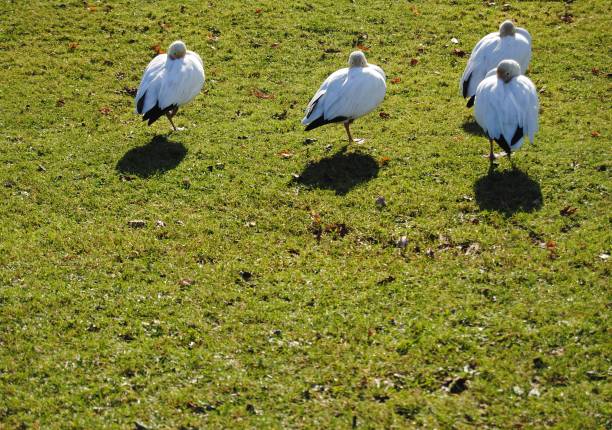 Birds in the park. Geese and pigeons on the lakeside.
