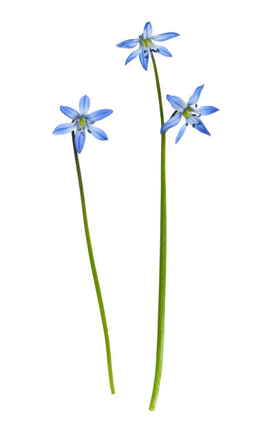 istock Set of blue scilla flowers isolated 2203037296
