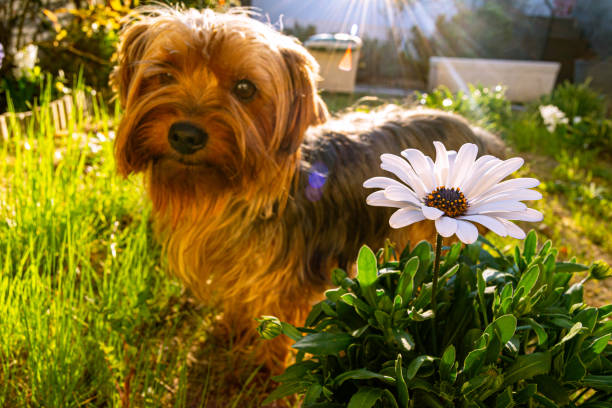 colorful and bright leaves against the blue sky, small dog sitting in the park, autumn colors in nature, yellow leaves