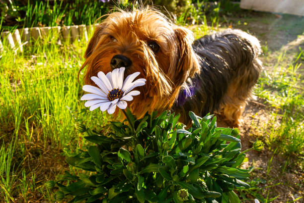 Yorkshire terrier in the garden playing with a white daisy flower