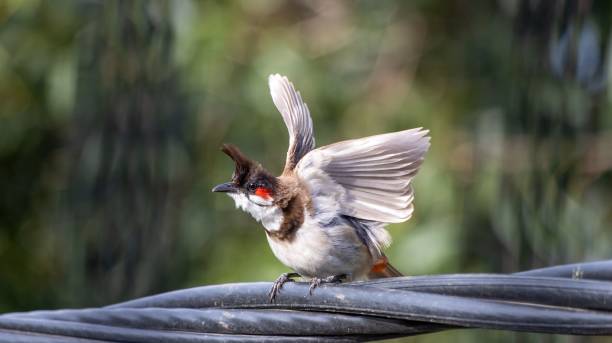 istock Red-whiskered bulbul perched with wings raised. 2203039464