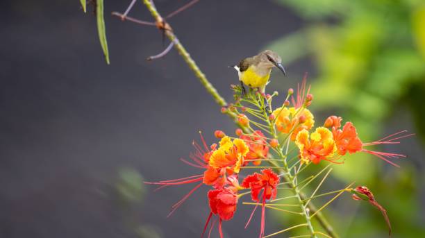 istock Bird on colorful tropical flowers. 2203039472