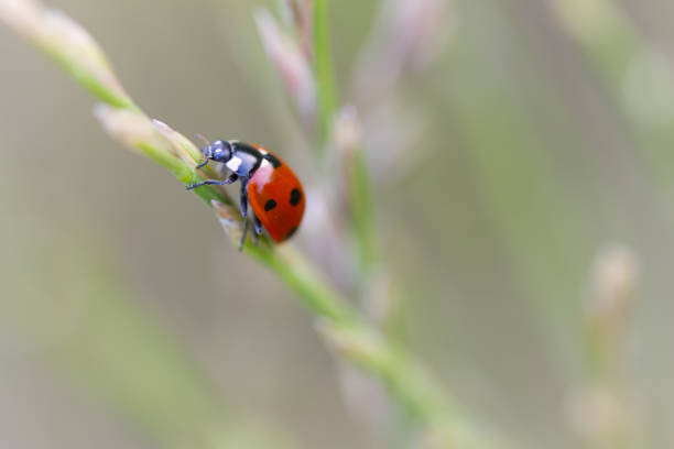 istock cute red bug crawls up the blade of grass, cute bug from the front, ladybug on the top of a blade of grass, close-up of a ladybug, red beetle from the side, close up insect, Coccinellidae 2203040219