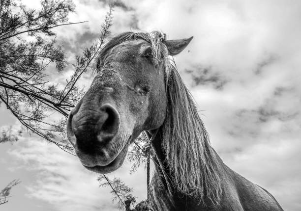 istock Black and white horse close-up with cloudy sky. 2203040514