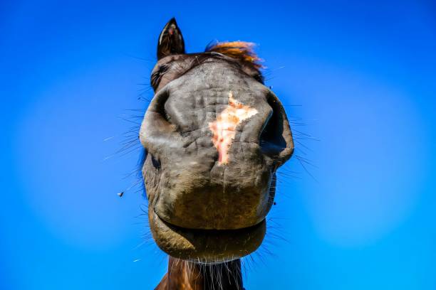 istock Horse nose close-up with blue sky background. 2203040523