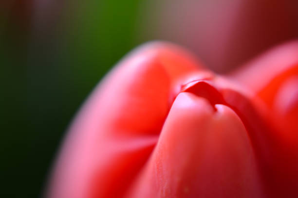 Red tulips macro photography. Tulips close-up. Plant, nature