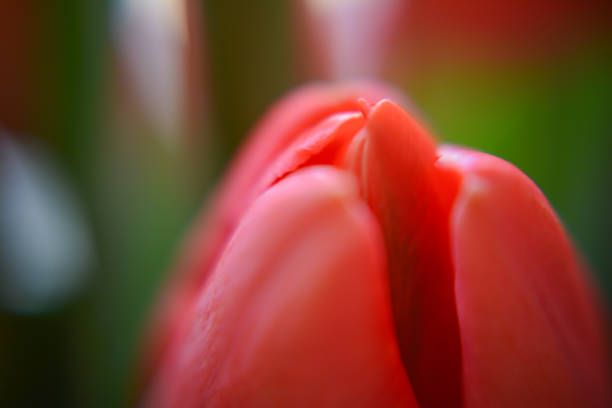 Red tulips macro photography. Tulips close-up. Plant, nature