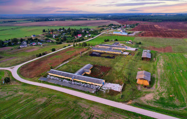 istock Farm Storage, Livestock Buildings with Cows. Hay Barns. 2203041659