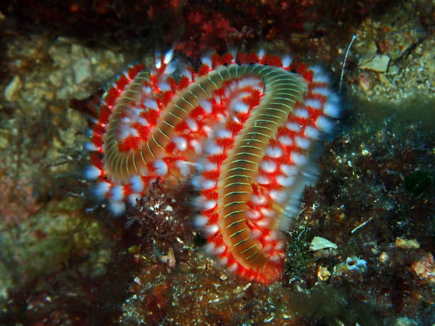 Bearded fireworm in Adriatic sea, Croatia