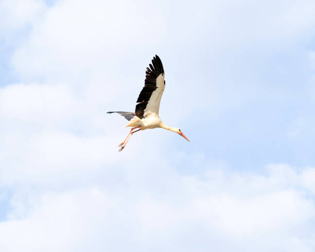 istock The storks are coming home. 2203043431